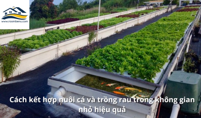 Cách kết hợp nuôi cá và trồng rau trong không gian nhỏ hiệu quả