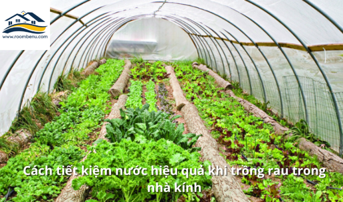 Cách tiết kiệm nước hiệu quả khi trồng rau trong nhà kính