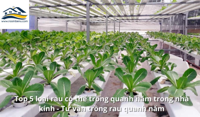 Top 5 loại rau có thể trồng quanh năm trong nhà kính - Tư vấn trồng rau quanh năm